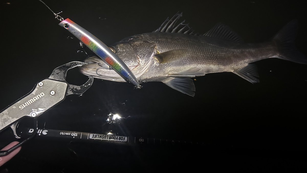 fishing20_saito's tweet photo. 初場所入りから1週間ちょい蜘蛛退治してました。
komomoへの反応が圧倒的
125、145そして新たに加わる155
komomo SF-155の魚を寄せる能力がヤバすぎる...
今日は155封印🚪
145でバイトはあるがなかなか咥えてくれない...
少し角度を変えて。
 
#宮城シーバス
#Ima #アムズデザイン
#komomoSF145
#pr https://t.co/onBEN4VhZ6