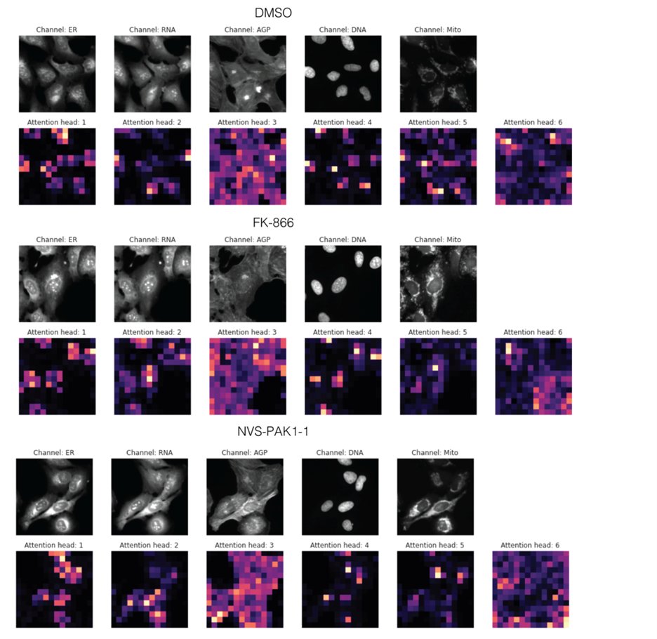 vGazza's tweet image. .@Bayer imaging foundation model classifies drug targets using #AmazonSageMaker HyperPod 👉 go.aws/4mRnvZp #AWS #Cloud #CloudComputing #AI #LifeSciences #Healthcare #Innovation