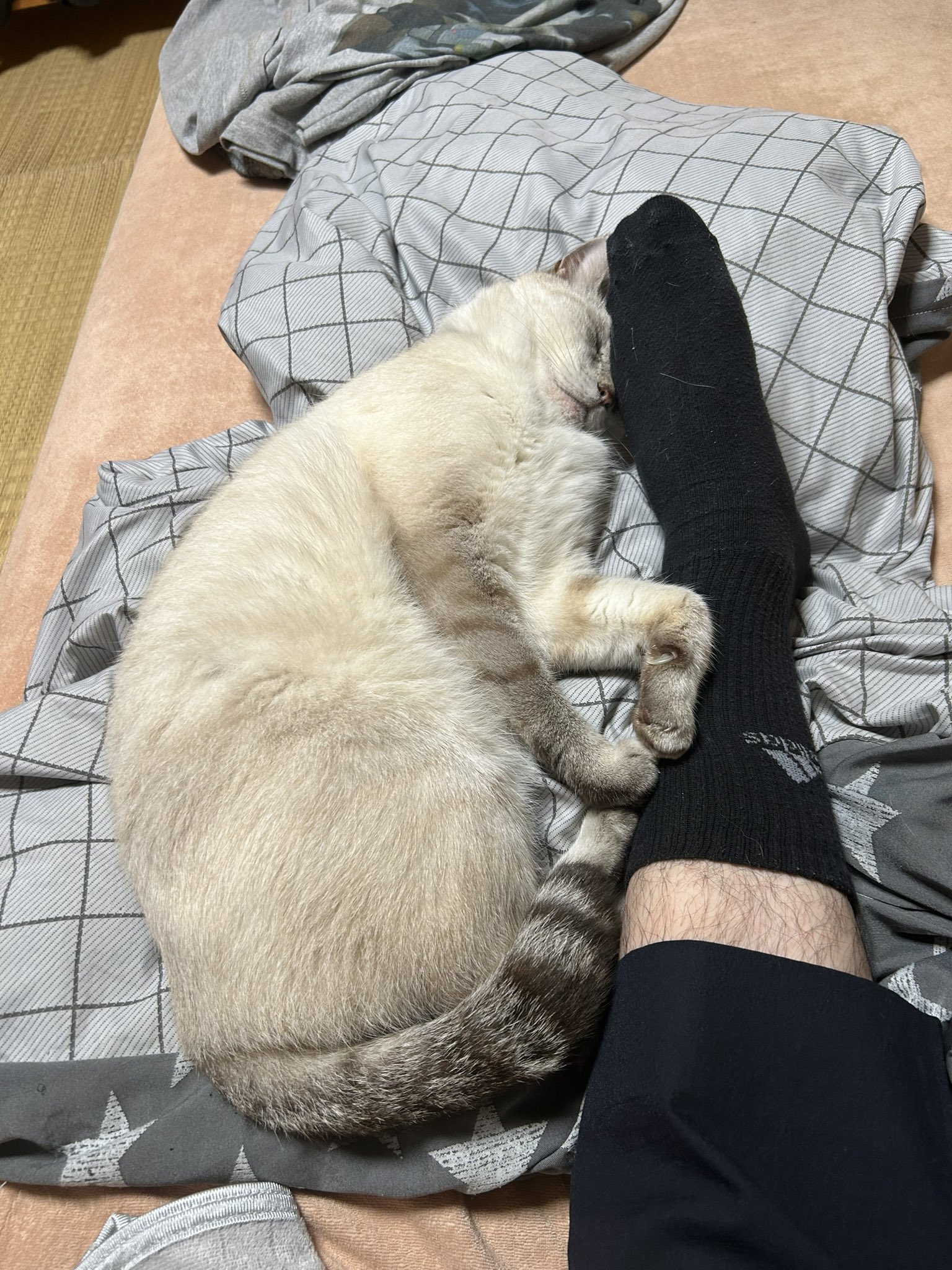 シュウちゃん s-l400.jpg