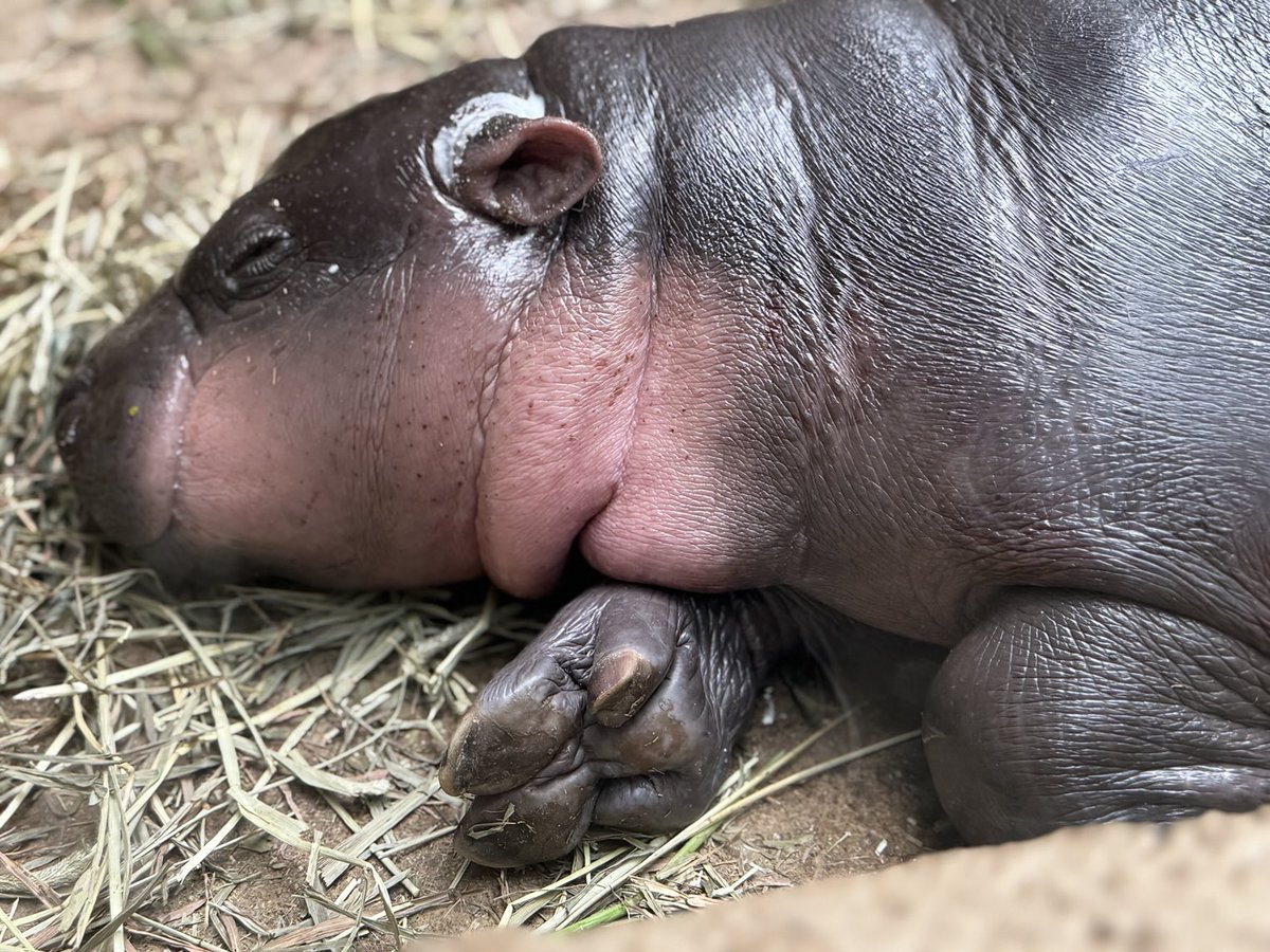 vdChqiWavjZb2mS's tweet image. #見た人もなにか無言でかわいいをあげる