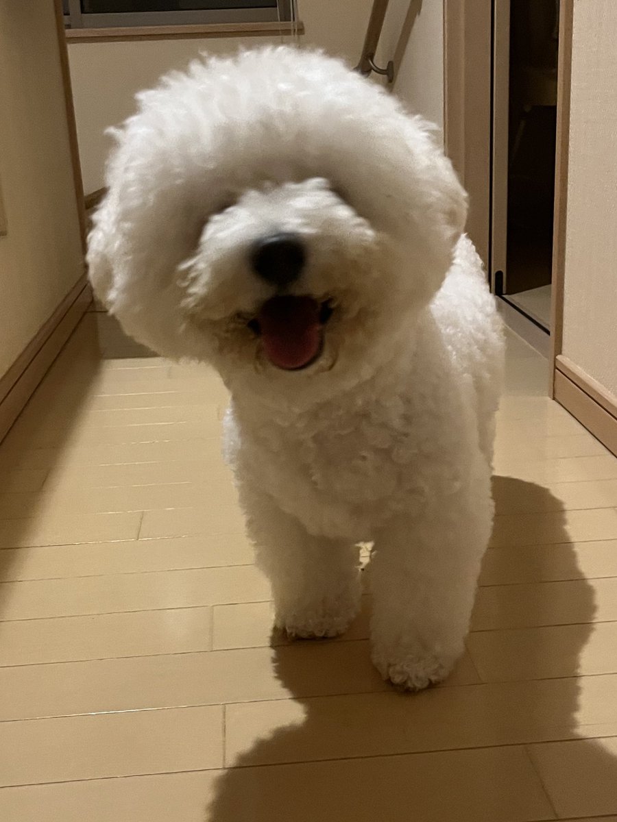 ずっとブン太のテーマで即興ソング歌い散らかしてる日常我が家。

例
「か〜わいいぶんたっ🎶」

「ぶ〜び、ぶ〜び、ぶんたっ🎶」

「だ〜いすぅ〜きぃ、ぶんたっ🎶」

「ぶんぶんぶん、かわいいぶんっ🐝」

「抱っこだぶ〜ん❗️抱っこだぶ〜ん❗️抱っこだぶんぶんぶんっ❗️」