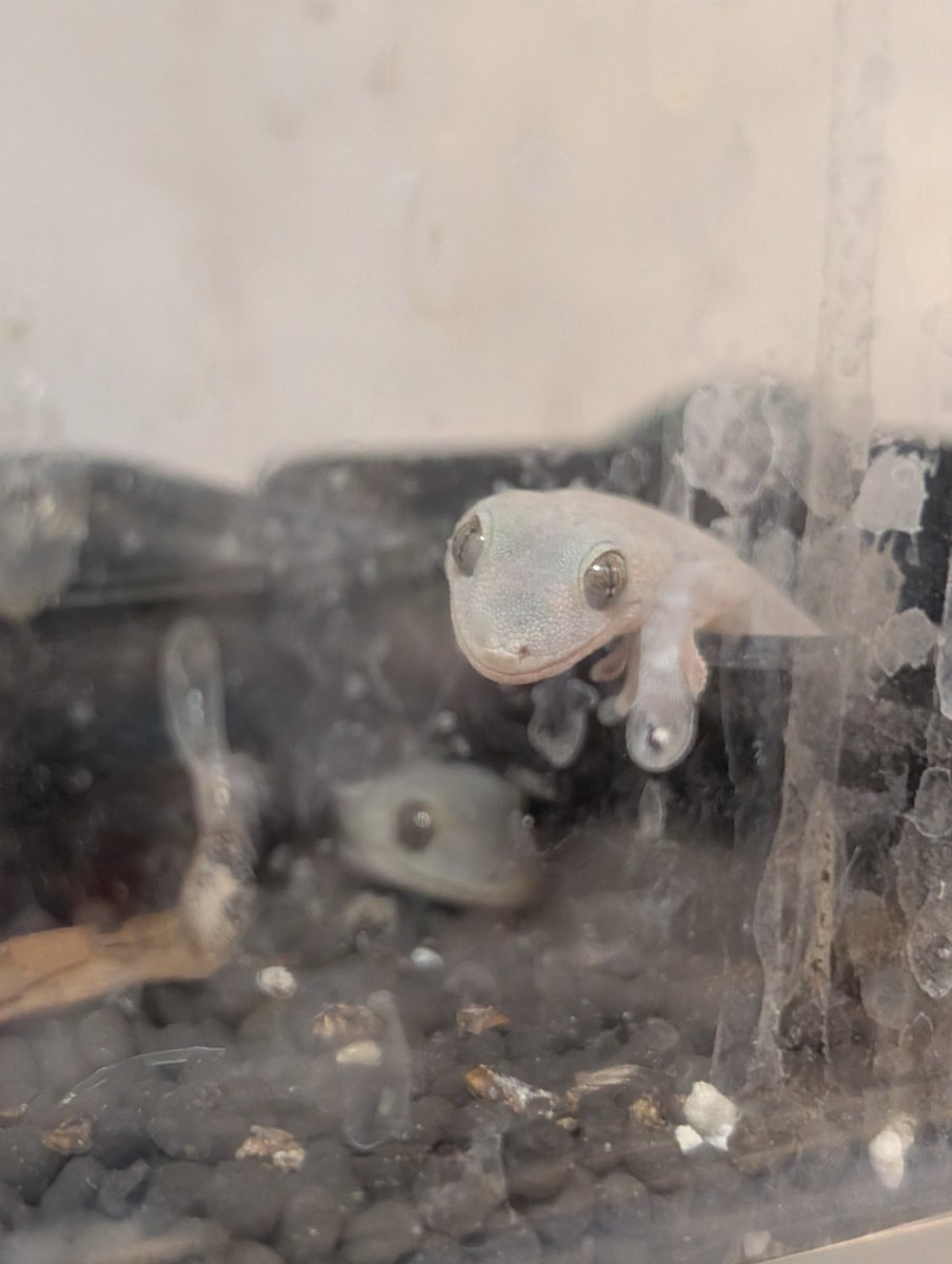 capppy0906's tweet photo. 🦎
#ヤモリ https://t.co/ESi0aaUuiJ