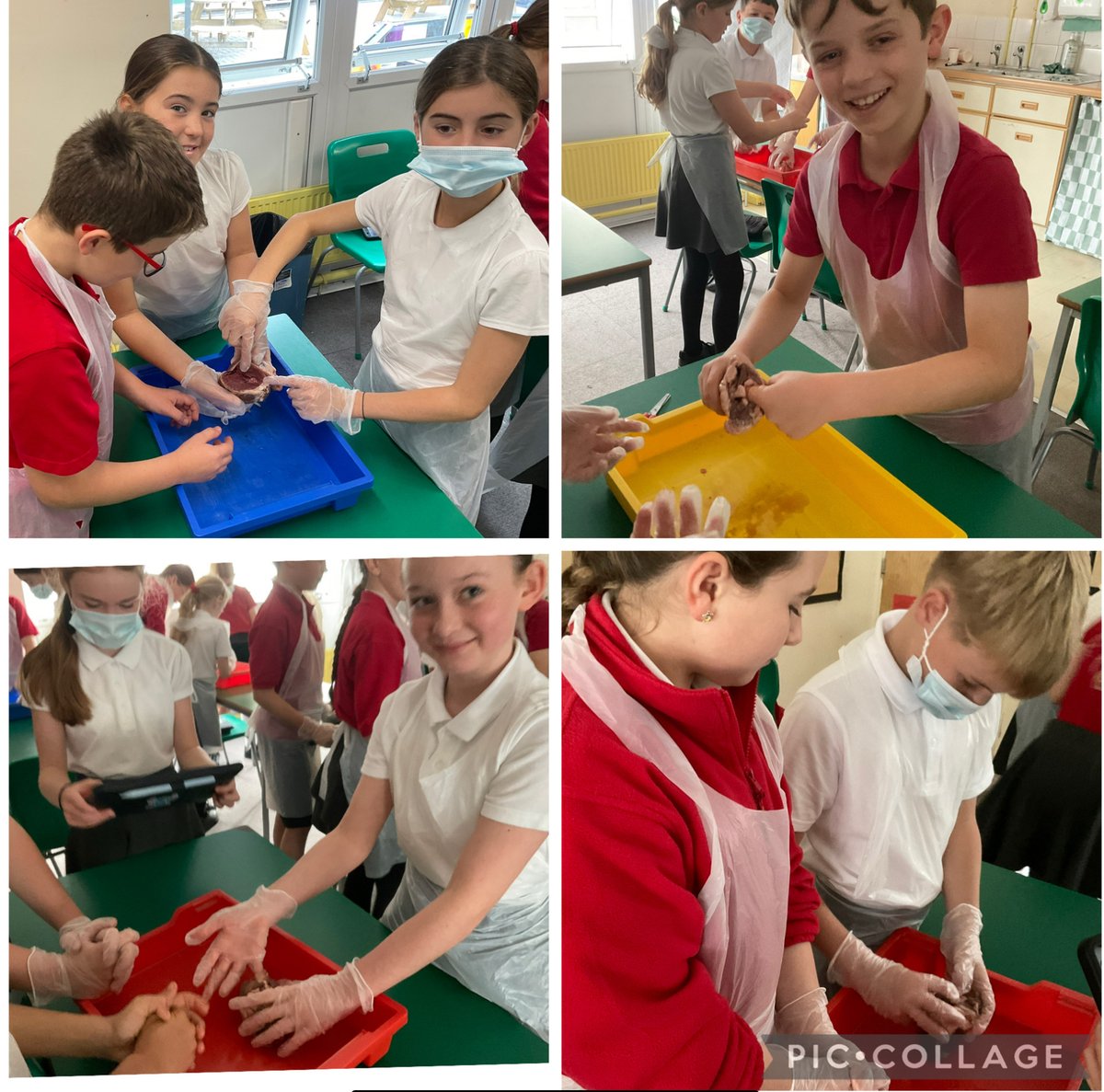 Year 6 got hands-on with science today by dissecting a lamb's heart! An unforgettable lesson exploring how the circulatory system works — curiosity, focus, and a few brave faces all around! <a href="/the_atlp/">The Arthur Terry Learning Partnership (ATLP)</a>