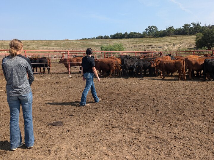 Handle livestock with confidence and care! 🐮

Join <a href="/NCTACurtis/">NCTA - Curtis, NE</a> for a Stockmanship Clinic on Oct. 24–26 to understand the harmony between horsemanship and stockmanship and the benefits of low-stress handling on animal health.

Learn more ›› ncta.unl.edu/stockman-clini…📲