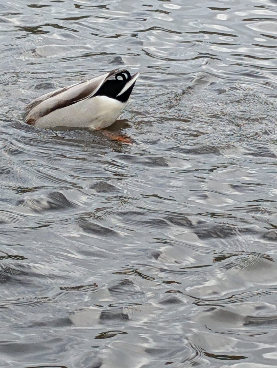 iainsmith8472's tweet photo. The wee duck  having a bath  🦆
happy baby duck https://t.co/3q9wSt5EWS