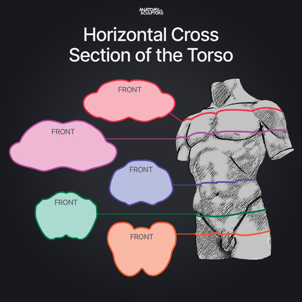 A4Sculptors's tweet image. The torso isn’t just a big blob. These cross sections show how the form changes from shoulders to hips – a must for 3D artists, sculptors, character designers, and anyone studying anatomy. 

#anatomy #3dmodeling #sculpting