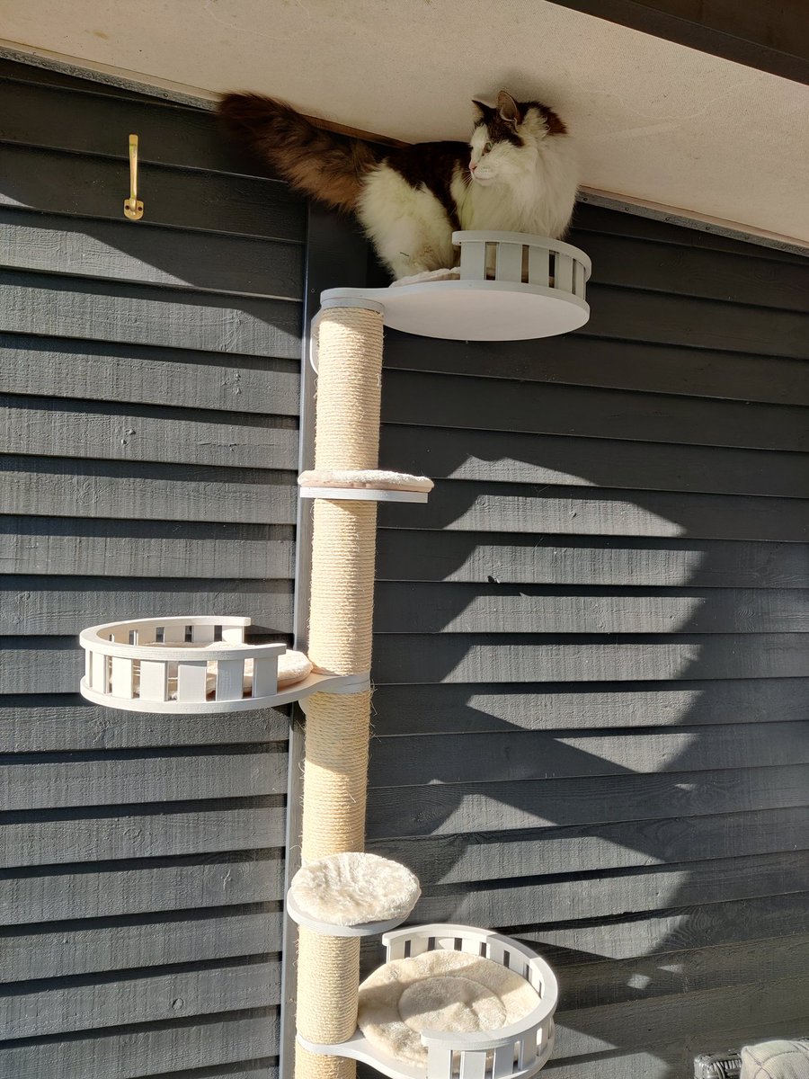 fluffy Proppy tweet media