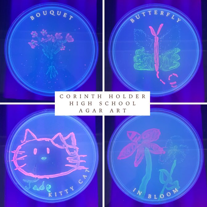 Campbell_SEO's tweet image. We love this agar art work by local Health Science students! #studentdesign