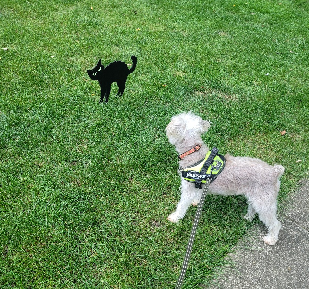 Ꮍᴀᴇʟ (@elle91) / Posts / X