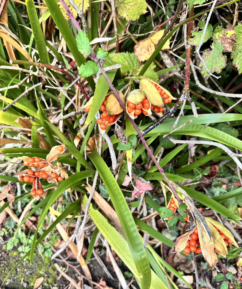 writermom62's tweet image. A wee bit of color here in Ireland!!🍁 Hope everyone is having a fantastic day!!
#WritingCommmunity #