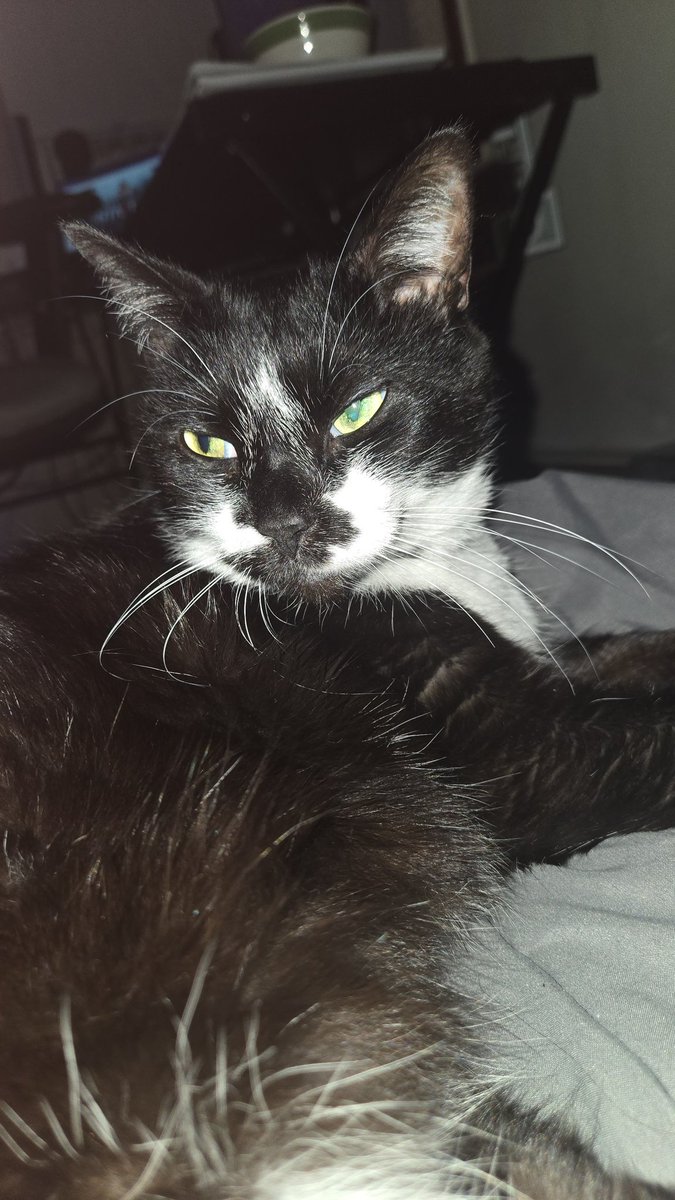 ❣️ HAPPY BIRTHDAY OLLIE ❣️ 

To celebrate, you can get 10% off Freshen Up Energy using code OLLIE — because even the birthday girl knows how to stay fresh 😎✨

Show some love to the queen herself in the comments and wish her a happy birthday! 👑🐾

twitch.tv/crazyklgaming