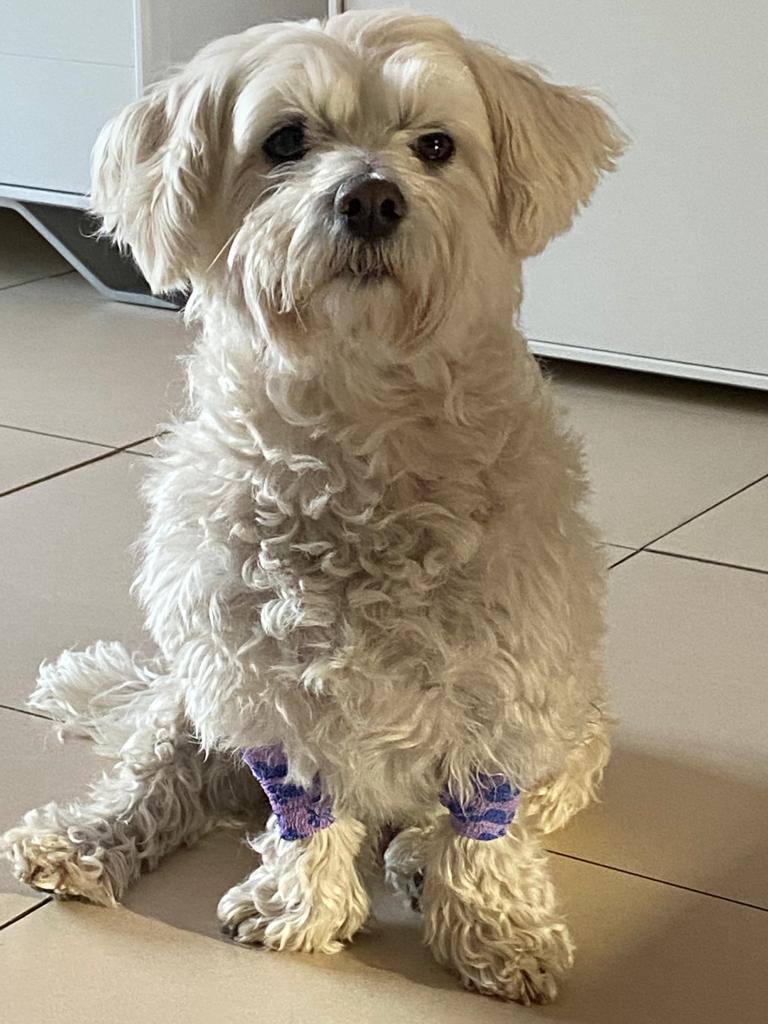 quantfromws's tweet photo. Who's a good boy?

$Charlie on $BNB

0x98e1c0dacc43c15099eaf7bc68c7b01904ed4444 https://t.co/UxvE2HGV52