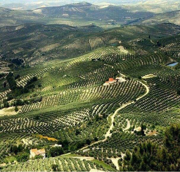 بيان عاجل الى البيئة المنتصرة في حزبالة و محور الرز بحليب:
 على الراغبين من أهل البيئة المنتصرة في قطف موسم الزيتون الاستحصال على موافقة مسبقة من اليونيفيل  تتضمن:
الاسم الثلاثي و موقع الأرض و نوع السيارة و لونها و نوع الكلسون و لونه ..
شخ عمي شخ ..