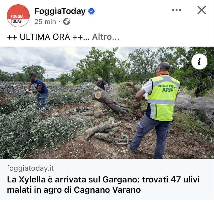 Vuole fermare Israele mentre non riesce a fermare la xylella