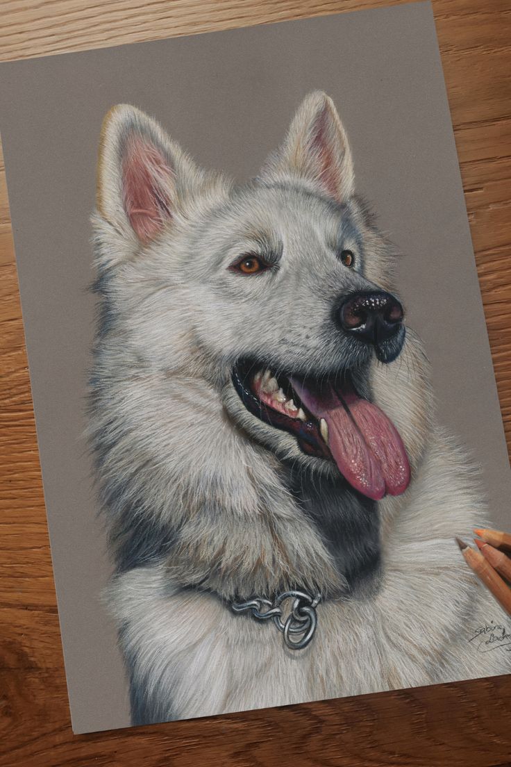 sophia_artx's tweet image. If you love pets as much as I do 🐾
Raise your hand ✋ and drop a 🐶 or 🐱 in the comments!
#PetLovers #AnimalLove #Pawfect