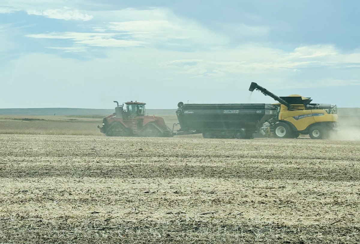WheatInnovation's tweet photo. Soybean harvesting is progressing at full pace in South Dakota and with moisture in the ground itβs perfect opportunity to add winter wheat to your rotation! @wheatsd @dakotafarmtalk @mnwheat @SDSHCoalition #NoTillWorks https://t.co/jOzmFnQsC1