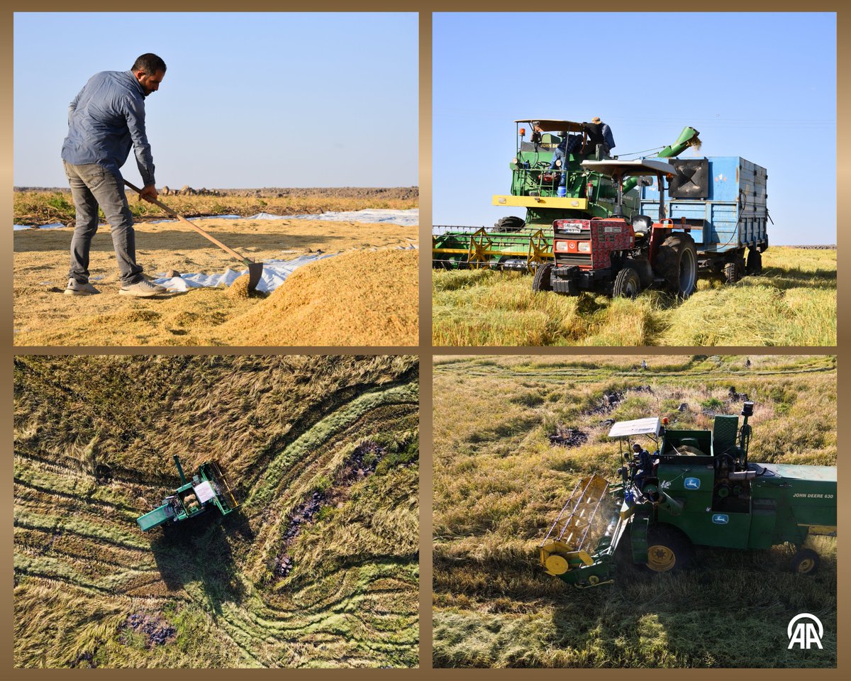 🌾 Tescilli Karacadağ pirincinin üretim alanı devlet desteğiyle genişliyor

🚜 Şanlıurfa’nın Siverek ilçesinde bu yıl 2.500 ton rekolte bekleniyor

🔗v.aa.com.tr/3710905