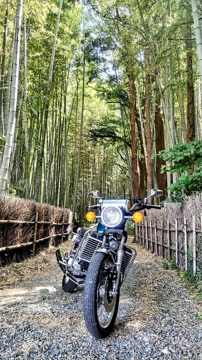 竹は木と草の特徴を併せ持ってる🌳🌿✨️
#木の日
#バイクのある風景 
#スズキRE5