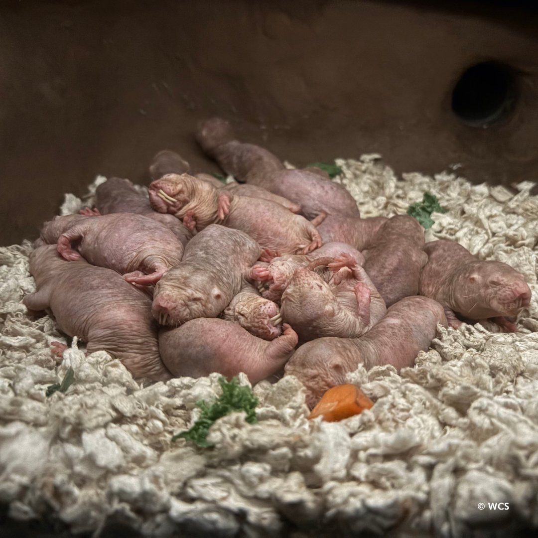 BronxZoo's tweet photo. Naked mole rats pile on one another to stay warm. Being semi–cold-blooded, they can’t regulate temperature like other mammals. Huddling helps them share body heat, slow heat loss, and maintain a stable temperature that is essential for survival. https://t.co/NN1n4xL45J