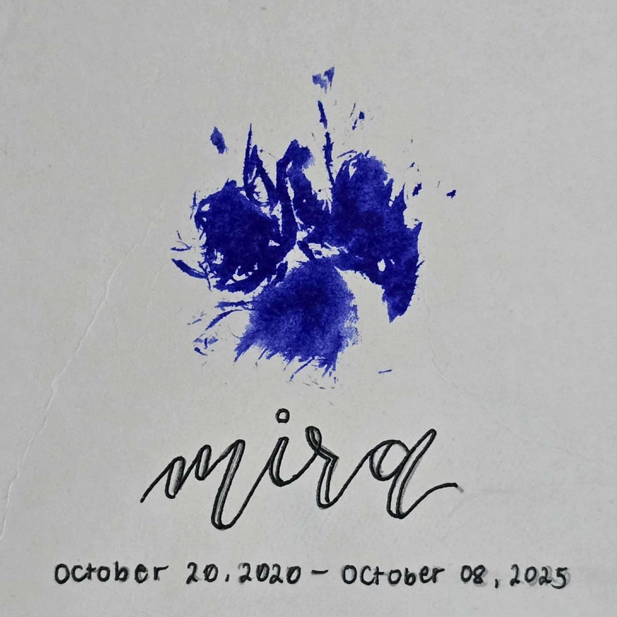 sseukij's tweet photo. in truth, im way too much of a private person to ever grieve in front of people, but as someone who was been with me for the past five years, i need you to be someone who will be remembered. thank you for all the fun memories you’ve given us, and for silently watching+ https://t.co/S0ccXLU0Ql