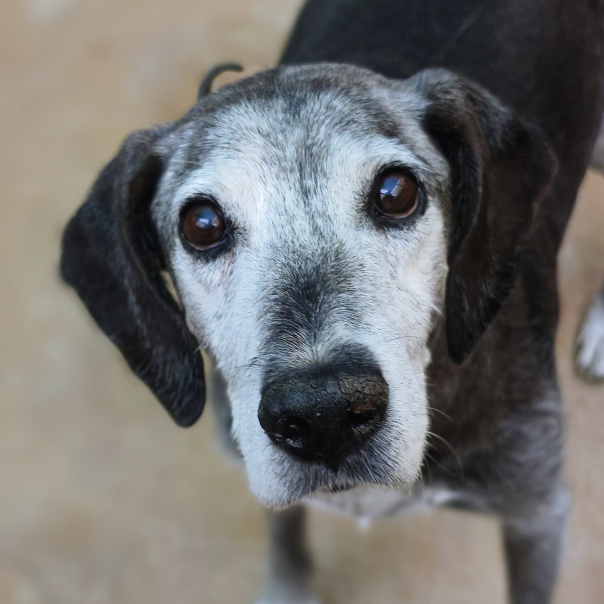 •𝐄𝐧 𝐌𝐞𝐦𝐨𝐫𝐢𝐚 𝐝𝐞 #BALTO.• 
𝐅𝐀𝐋𝐋𝐄𝐂𝐈𝐃𝐎 🌈
No hay mayor dolor, que decir adiós,
a un animalito que no lo consiguió.
Vuela alto bebé y perdón.
D.E.P