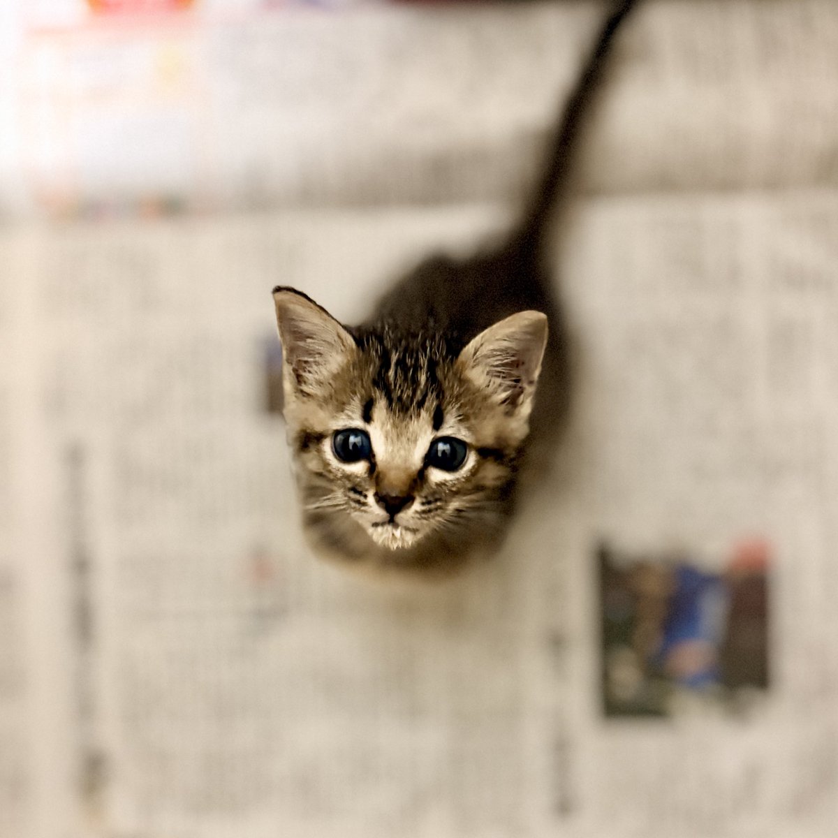1107_Tsuchinoko's tweet image. そろそろ寝ますね〜
おやすみなさい😴💤
#猫のいる暮らし #cat #野良猫 #保護猫 #家猫 #cat 
#バイク乗りと繋がりたい #バイク好きと繋がりたい #車好き