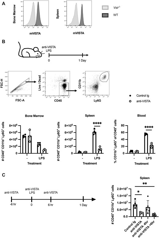 J_Immunol's tweet image. Targeting the immune checkpoint inhibitory receptor VISTA improved disease severity in a mouse model of neutrophil-mediated arthritis. Researchers investigate the novel therapeutic opportunity for targeting VISTA in this September #TopRead article: ow.ly/iueJ50X6mlo