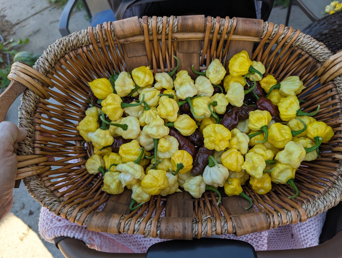 nmTheMistakes's tweet image. Final harvest of the season