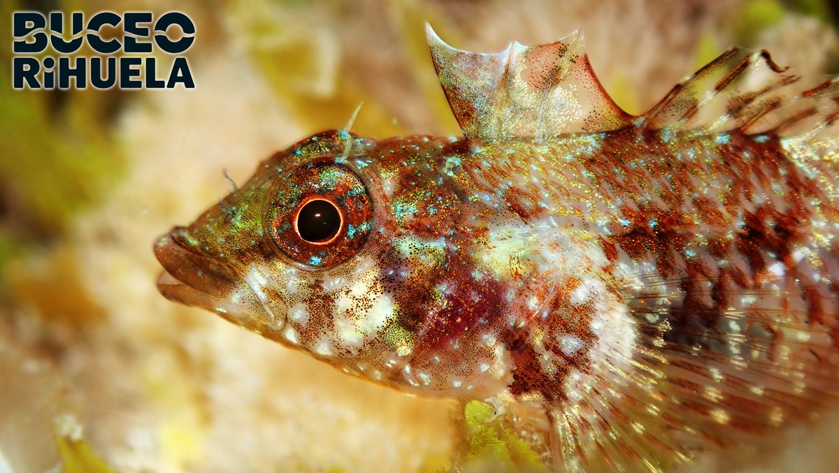 BuceoOrihuela's tweet photo. Hoy queremos hablar sobre la vejiga natatoria, órgano de flotación de la mayoría de peces óseos. En la primera foto vemos el órgano de un Boquerón (Engraulis encrasicolus).
1/7
#vejiganatatoria #blenio #GoBio #vidamarina #divulgacion #biologia #fotosub #buceo #submarinismo https://t.co/FQwdEtt4Ze