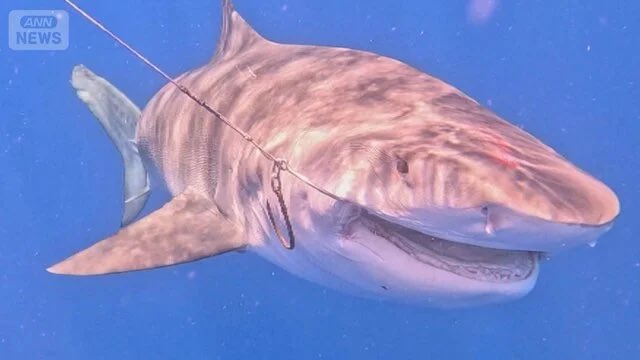 沖縄・宮古島5m巨大人食いザメ　ジョーズ級vsハンター死闘　漁業＆観光業に深刻影響