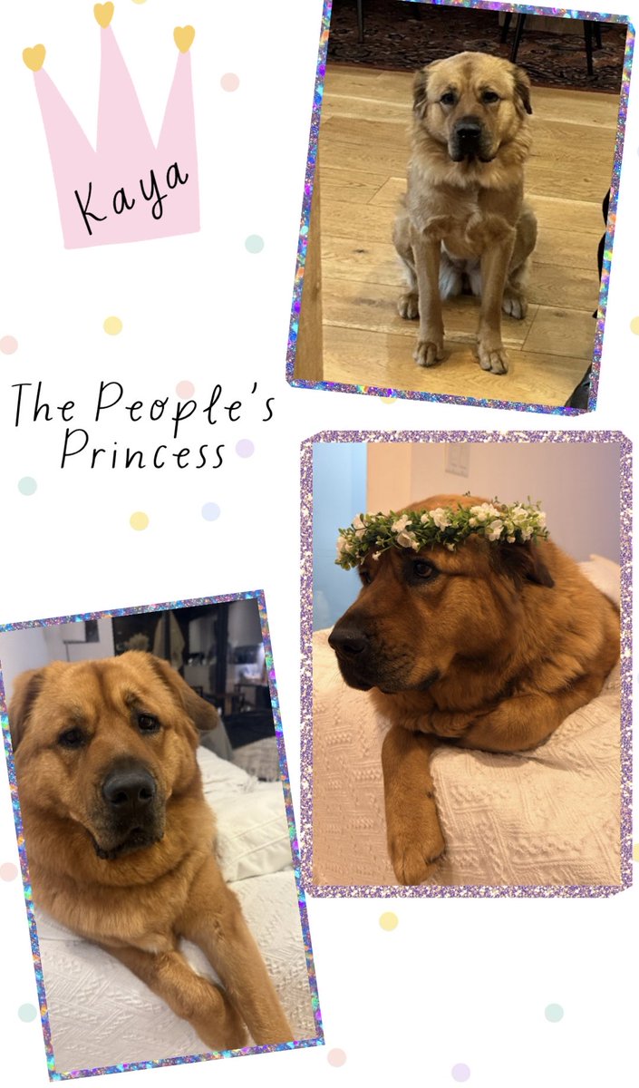 hasanabi tweet media