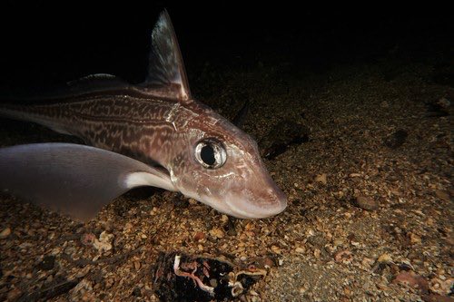 — the silly little sea creature for this week is the leopard chimaera (chimaera panthera) !!

— fun fact: this rare cartilaginous deep-sea fish is only endemic to the open oceans around new zealand !!