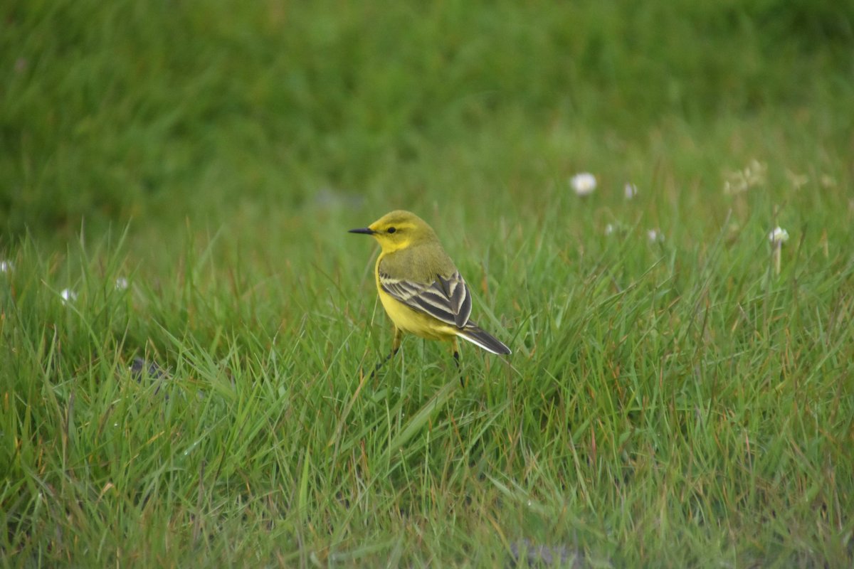 Kaulofthewilduk's tweet image. New blog post out! 🚨

Here I reflect on two visits to the Thames Estuary last year.  It was a privilege to learn about its heritage, landscapes and wildlife from @AndrewMillham and @SimonGinnaw.

Read here: kabirkaul.wordpress.com/2025/10/06/two…

@StephenMoss_TV @RobGMacfarlane