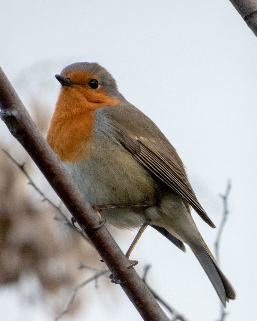 Geldiler, geliyorlar daha da gelecekler. Parkların bahçelerin süsü kızılgerdan akını başlıyor.