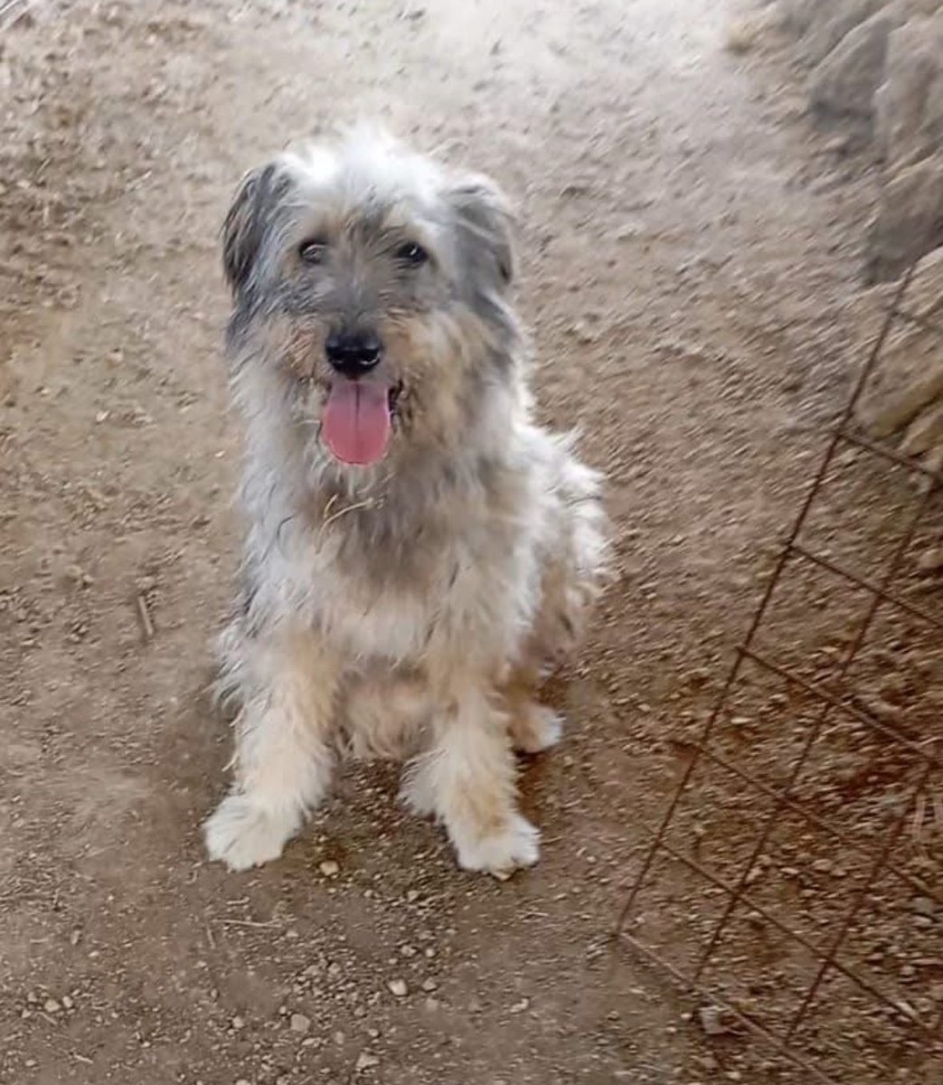 chruggeriTg2's tweet image. #Pina concentrato di dolcezza, obbedienza e simpatia. Ok anche con i suoi simili e adorabile con gli umani: aiutiamola a trovare una casa per sempre ❤️🙏per info Patrizia 3479784895 
😊😊😊una meravigliosa barbetta per il cuore giusto. RT amici