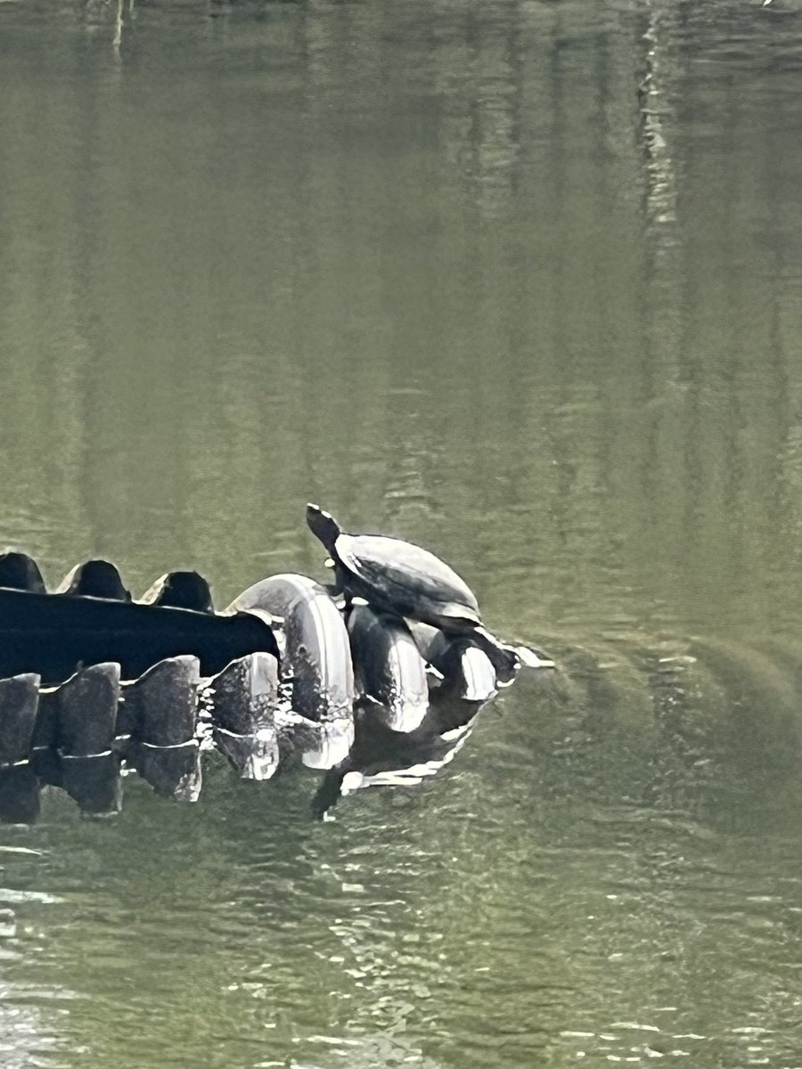 SkittlesFriends's tweet photo. Skittles: Hello Everyone, The Big Guy saw this turtle taking a break to get some sunshine on itโs shell after doing itโs underwater #Hedgewatch Patrols at the Retention Pond at the Big Guyโs Work this #WednesdayAfternoon
๐ข๐ข๐ฆโ๏ธ
#TurtlesofTwitter
#NaturePhotograhpy https://t.co/VmRqHLmgli