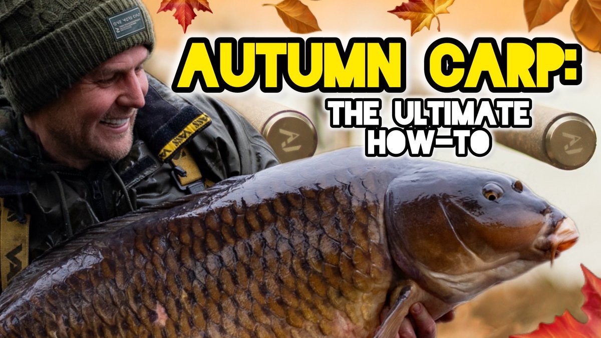 ‼️Put simply: if you fish lazily in autumn 🍂 , the carp will punish you for it.🤦‍♂️ 

Follow these tips to keep your nets WET and your photo album FULL…👇🎣🔥

omctackle.com/blogs/fishing-…

#carpfishing #fishing #autumn #onemorecast #omctackle #OMCFamily