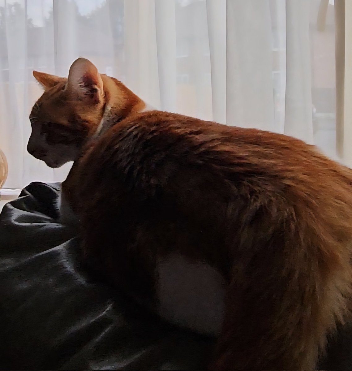 😸🧡🌙 Goodnight to all my fur friends sweet dreams 💤 love from Rusty 🌙🧡😸

#CatsOfTwitter #CatsOnTwitter #Cat #cats #CatsAreFamily