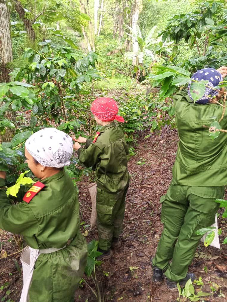 ‼️ NUESTRO MEJOR HOMENAJE ‼️
Camilitos holguineros que participan en la cosecha cafetalera dedicaron la jornada de trabajo a la figura del Guerrillero Heróico.

Aquí está ese hombre nuevo, reafirmando su compromiso con la Patria.
#FARCuba