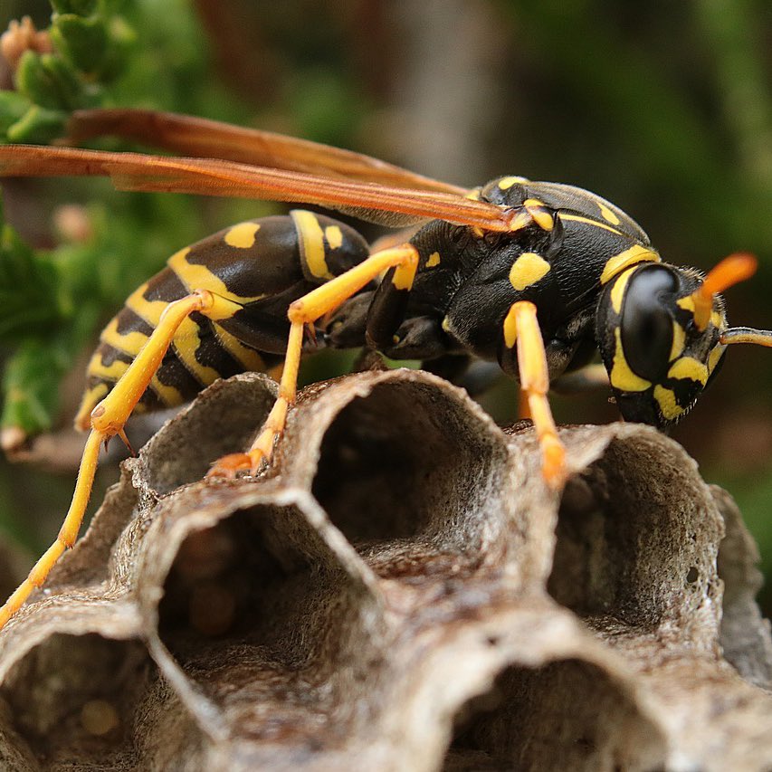 gusholderhaber's tweet image. Kahverengi kokarca ile mücadele kapsamında 1.156.000 samuray arısı doğaya salındı.
