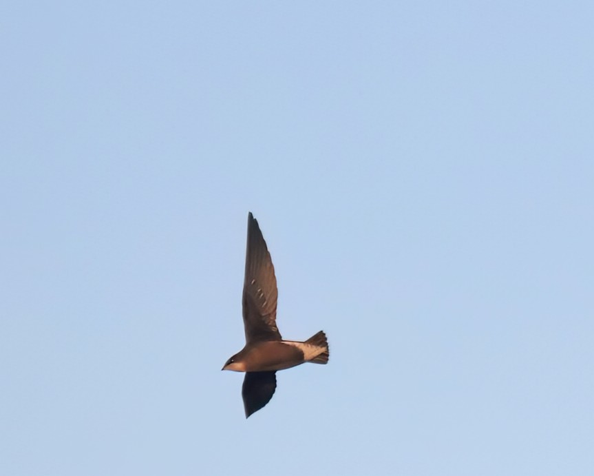JarredJohnson94's tweet photo. Still getting my head around this evening's White-throated Needletail performance @Bempton_Cliffs. Utterly breathtaking views, what a bird!! @nybirdnews @FlamboroughBird @RareBirdAlertUK @BirdGuides https://t.co/i5kvkz9sj0