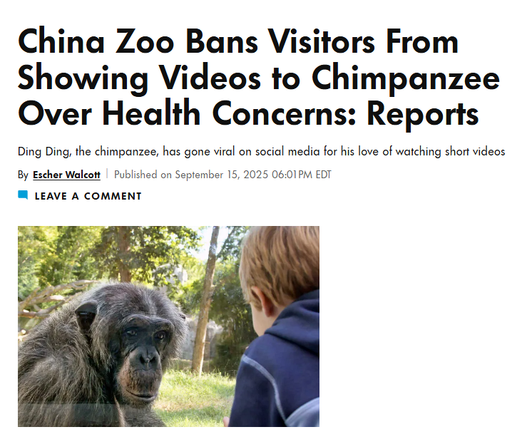 this chimpanzee "Ding Ding (丁丁)" is going mega viral !

he is addicted to short videos (gooner material)

and humans are getting banned for showing him p*rn since hes addicted!!

look at the article lol: 
people.com/china-zoo-bans…