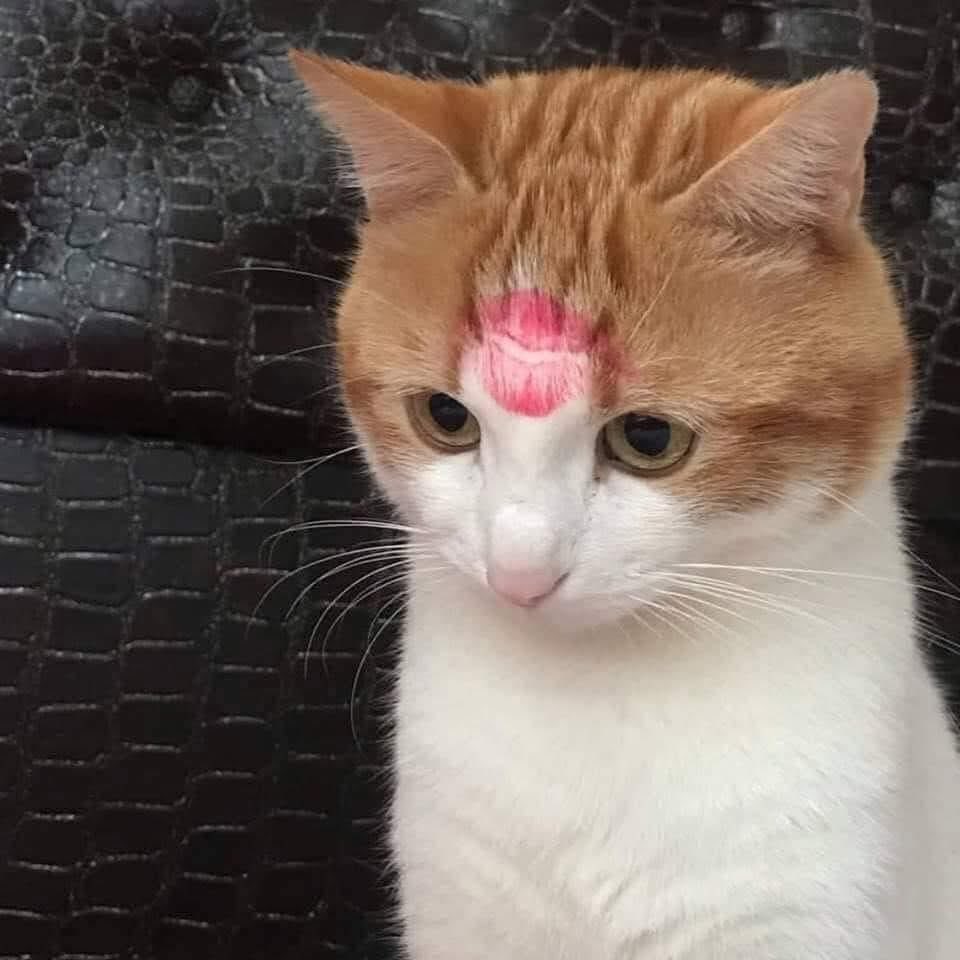 まるお2号🇯🇵（羊の皮を被った猫） (@maruon22) / X