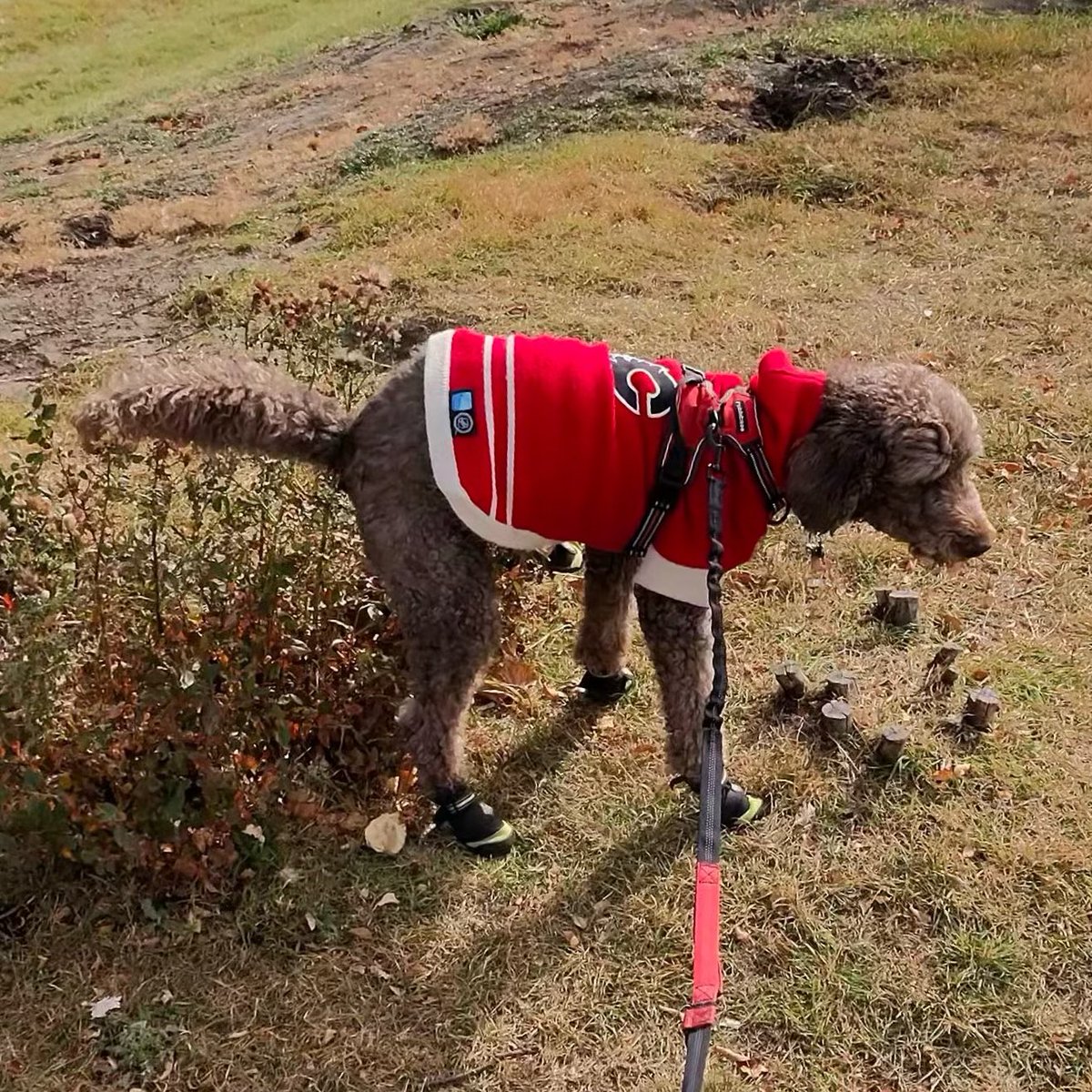 This is what we will do with the Oilers tonight! Go #Flames Go!! #spoo #spooinboots #spooper #bushpoop