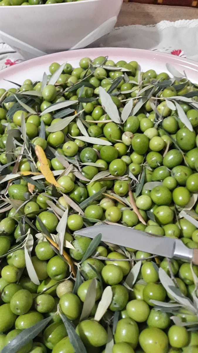 Zeytin zamanı bereketli olsun İnşaALLAH