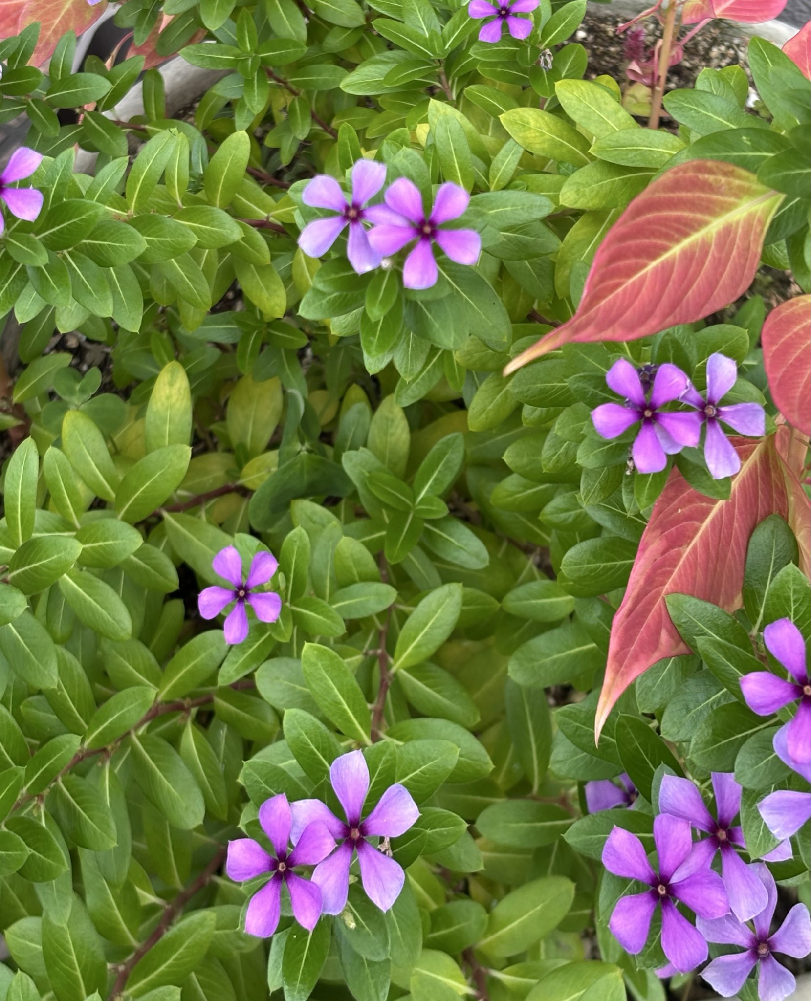 すーもふ🐱 (@suumofu) / X