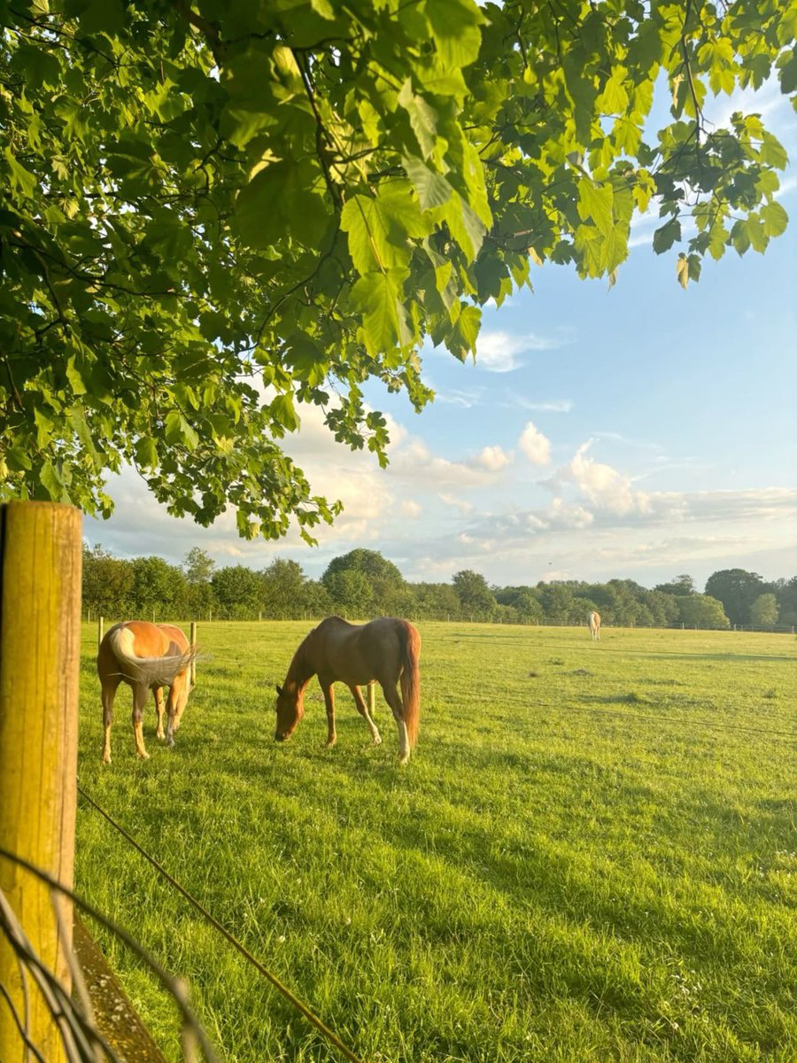 greendreamvibes's tweet image. 