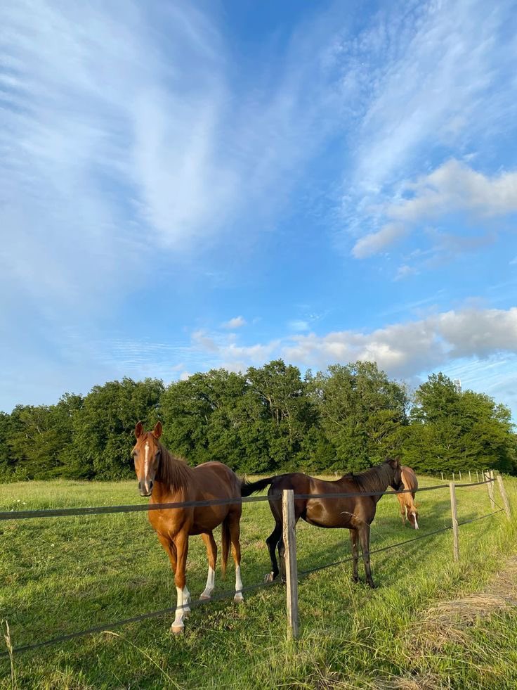 greendreamvibes's tweet image. 