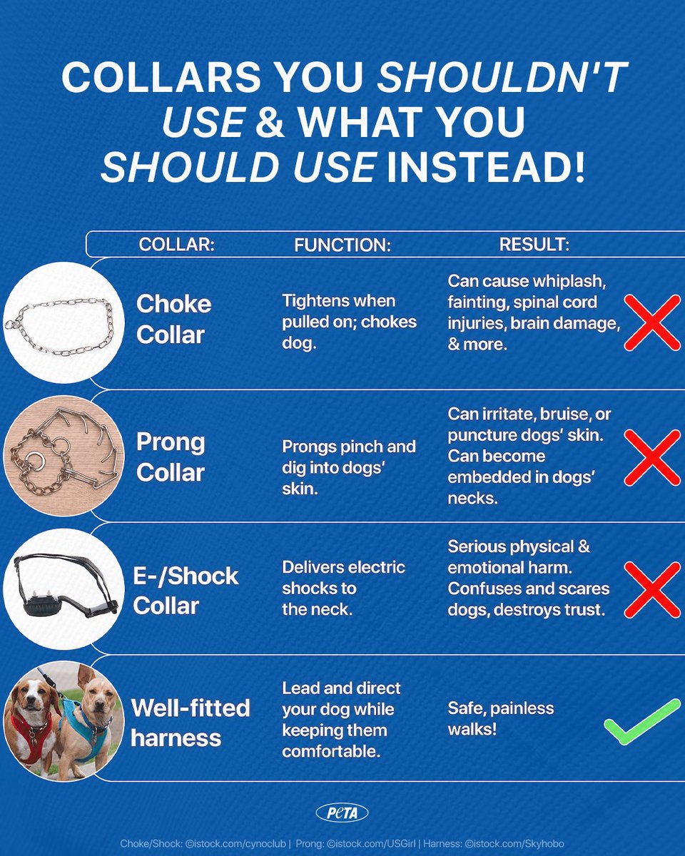 There’s a lot of discussion about collars right now, but one thing is certain: harnesses are the only safe option for dogs. A harness builds trust, not fear, and positive reinforcement remains the most effective way to help dogs learn and thrive.