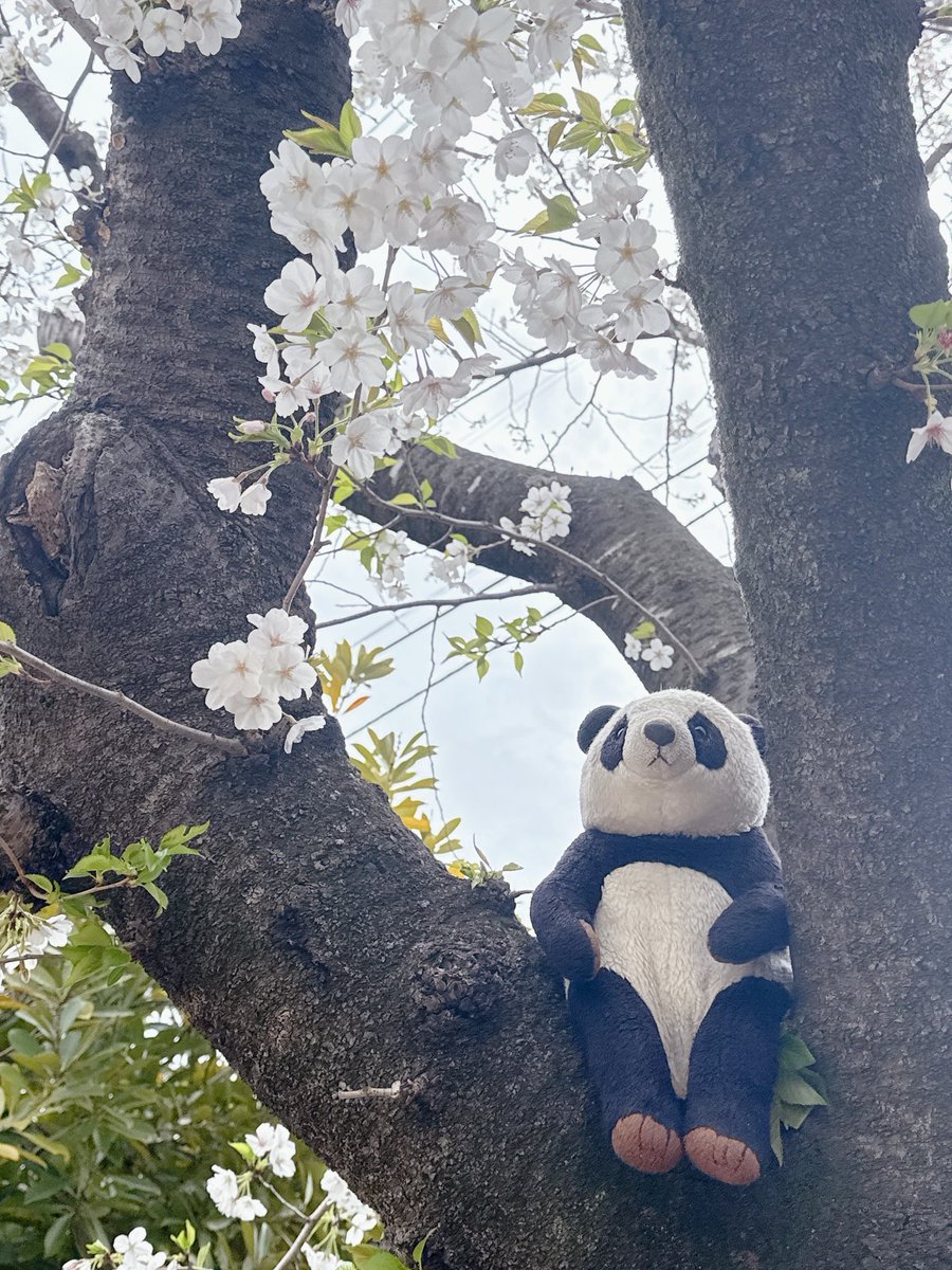 TakemiSomeya's tweet photo. 2025年だいぶ前の事を載せるのを
忘れた｡

4・6に家の近所の公園でサクラを観てきました🌸🐼😃
 #さくら  #公園 https://t.co/3f9IBqS9cF